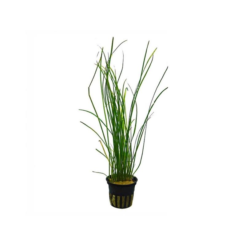 Planta acvariu Vallisneria nana Stoffels - imagine 3